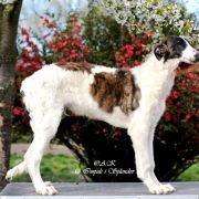 JOYFUL JUROR Impuls i Splendor