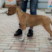 Tender Love Via Fortuna