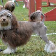 Fidorka Temperance Star st Martin