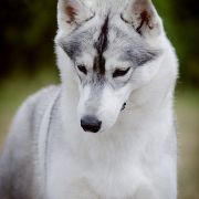 FIRE IN PAWS OF SIBERIAN LADY