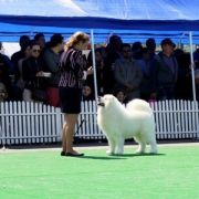 Gold Charm Graph North Star