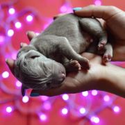 Batti Cuore PRIMO AMORE