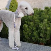 Speedy Sheep BE BRAVE (Logan)