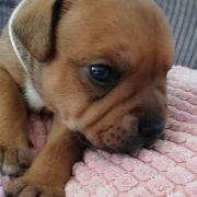 BELUGA Horseradish Gang Staff