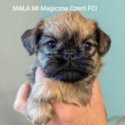 Mała Mi Magiczna Czerń FCI
