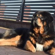 MISTER EKO Diabelski Uśmiech