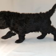 KOMODO Pies dePerro (FCI)