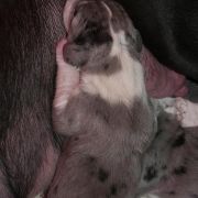 TAURIEL Czar Olbrzyma