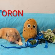 ORON Shaggy Fluff FCI