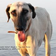 Borzomir Barkhan Ali