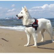 Amicita Grand Canyon