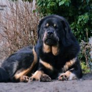 LA FORZA DEL DESTINO Hominem Quero