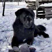 A LORD VADER Czarne Serca (FCI)