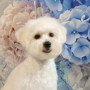 BUBBLE FLUFF IRIS PET