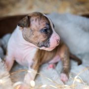 TASMANIAN DEVIL Because of Crazy Time 