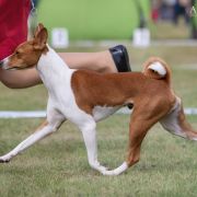 FEEL THE THUNDER Zakira FCI