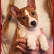 FEEL THE THUNDER Zakira FCI