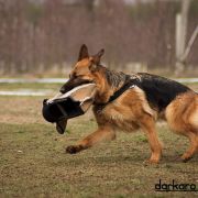 Fella Weisser Rabe 2