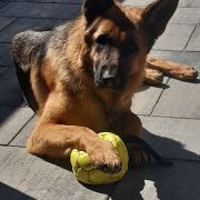 Fella Weisser Rabe 4