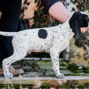 Fenomen Z Magicznej Kniei