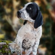 Fenomen Z Magicznej Kniei