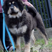 FENRIR Guard of Dream