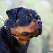 FENSY von der Maxi Rott