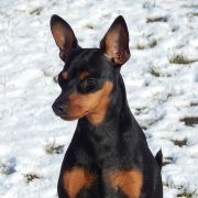 Ferdynand z Klanu Łobuzów FCI