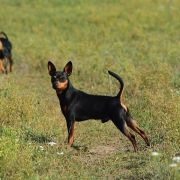 Ferdynand z Klanu Łobuzów FCI 2