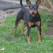 Ferdynand z Klanu Łobuzów FCI 3