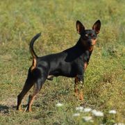 Ferdynand z Klanu Łobuzów FCI 5