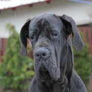 KAREIA Margarejro (FCI)