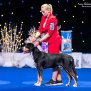 Bally-Balboa Vom Gross Grunberg