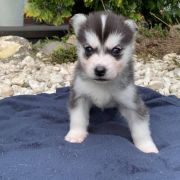 Lucyfer z Bratkowej Ohany