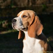 DAZZLING DAHLIA DARLING JOY