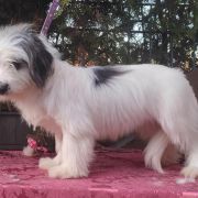 HAFIZ-CHAIR EVRIDIKA