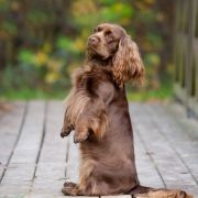 LADDIE Alessie Angels