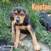 KAJETAN z Zielonego Roztocza