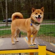 HOLI z Grodzkiego Zakątka