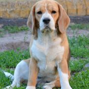 KETTY KISMET DARLING JOY