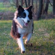 Tonia z Arabskiej Stajni