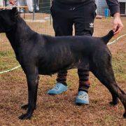 Tu si na cosa grande pe me del Domus Var 