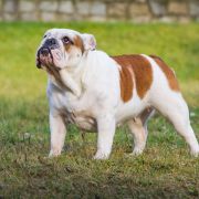 Fiamma Z Dagbartówki