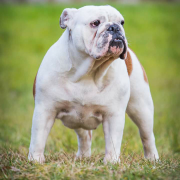 Fiamma Z Dagbartówki 3