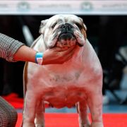 Fiamma Z Dagbartówki