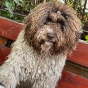 FIASTRA Cherry Blossom