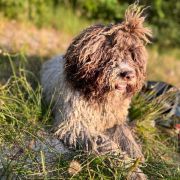 FIASTRA Cherry Blossom