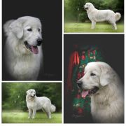 FIGA Z MAKIEM Las w Jamnicach