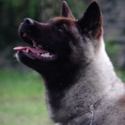 Finigan IRR-BUX SHERA