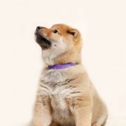 Fioletowy (kolor znacznika) 2